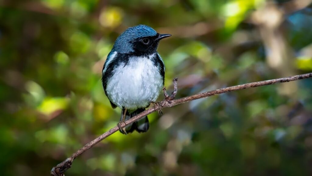 Birds That Look Like Blue Jays Photos Facts Bird Nature