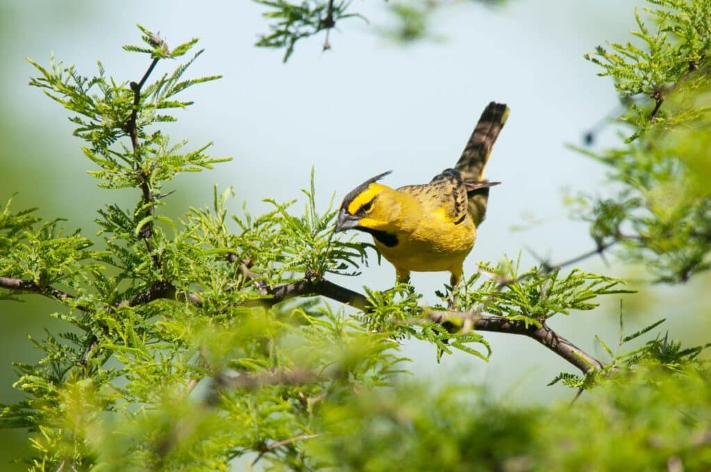 Small Yellow Birds That Are Fascinating Types Photos Bird Nature