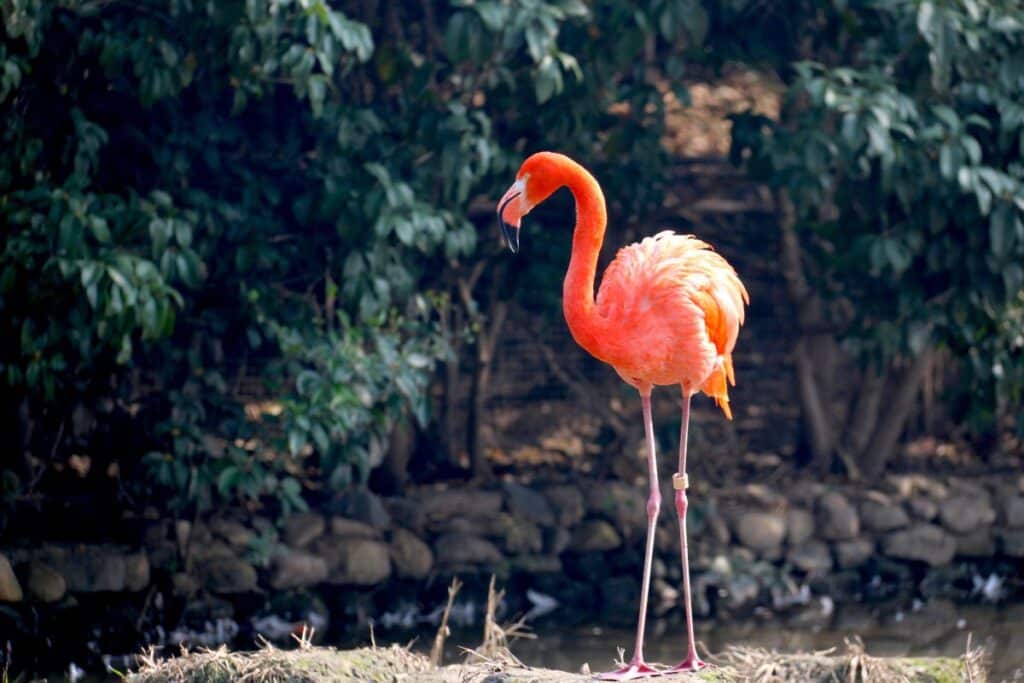 Do Birds Have Tongues Here Are The Facts Bird Nature