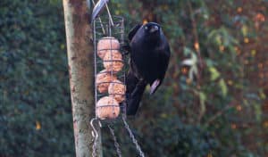 How to Keep Crows Away from Bird Feeders - Bird Nature