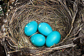 What Birds Lay Blue Eggs? - Bird Nature