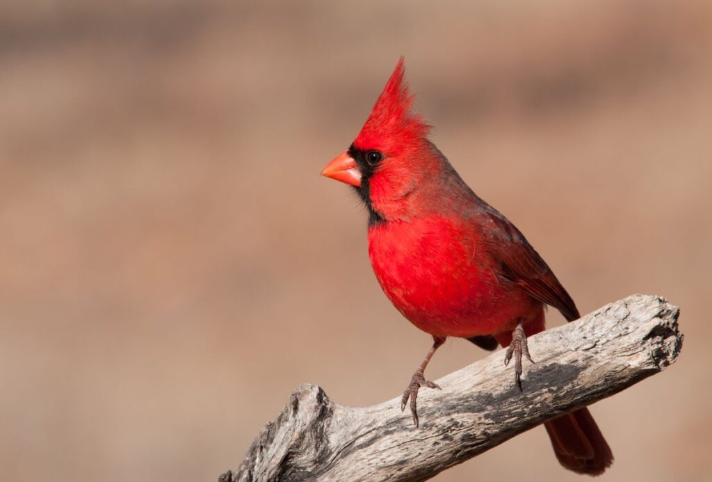 17-most-common-types-of-birds-in-pennsylvania-with-photos-bird-nature