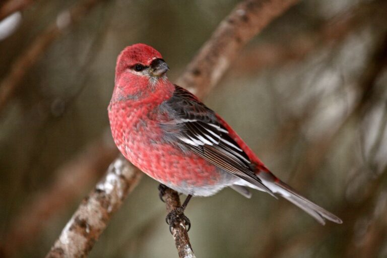 17 Birds with Red Chests (Facts, Photos, ID) - Bird Nature