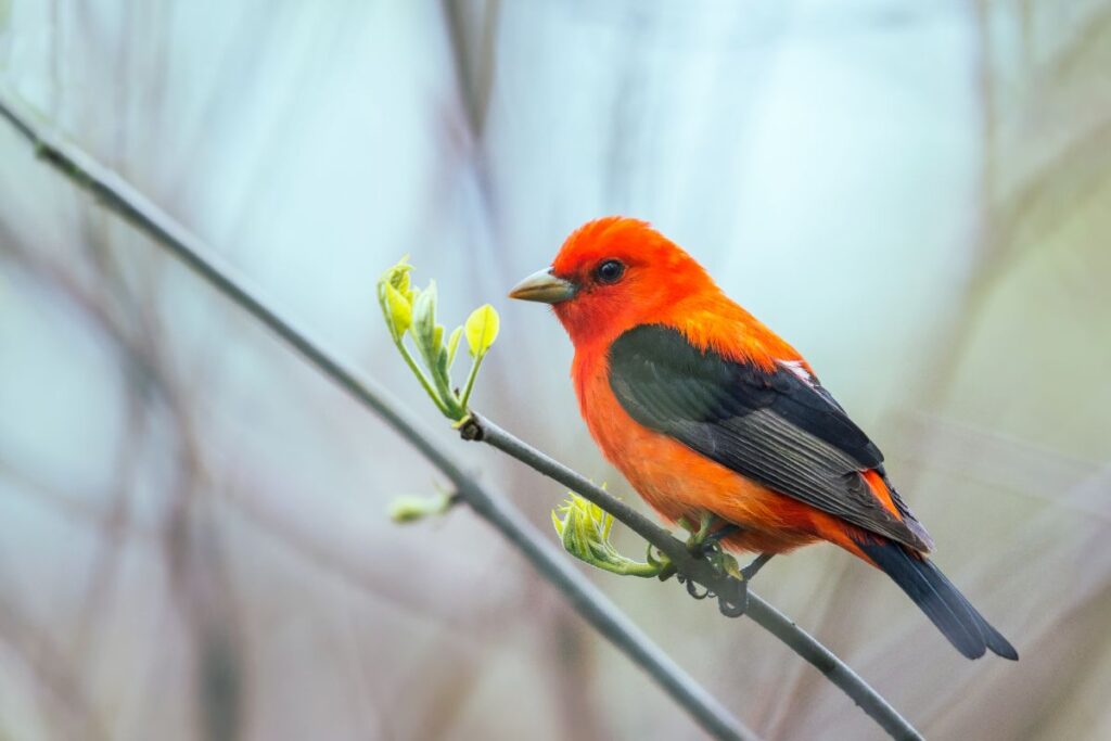 11 Red Birds That Look Like Cardinals (but They're Not!) - Bird Nature