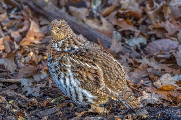 27 Birds That Lay Eggs on The Ground (Photos Included) - Bird Nature