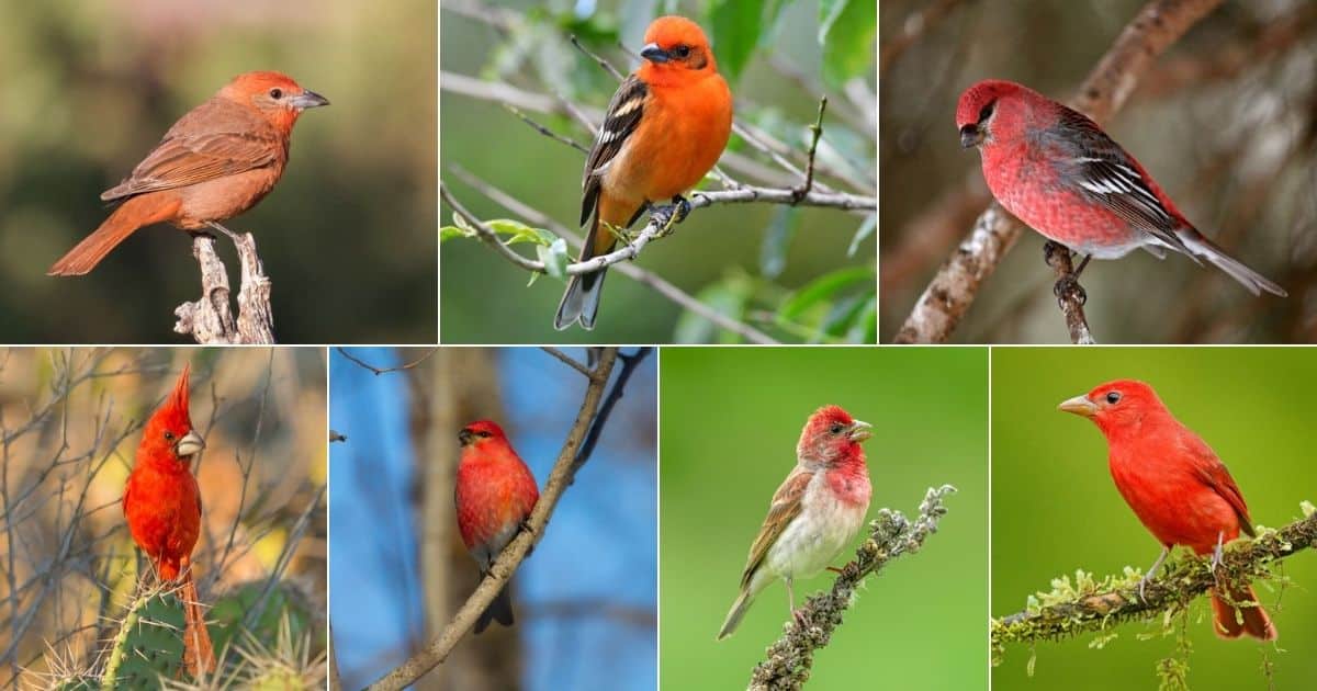 11 Red Birds That Look Like Cardinals (but they're not!) - Bird Nature