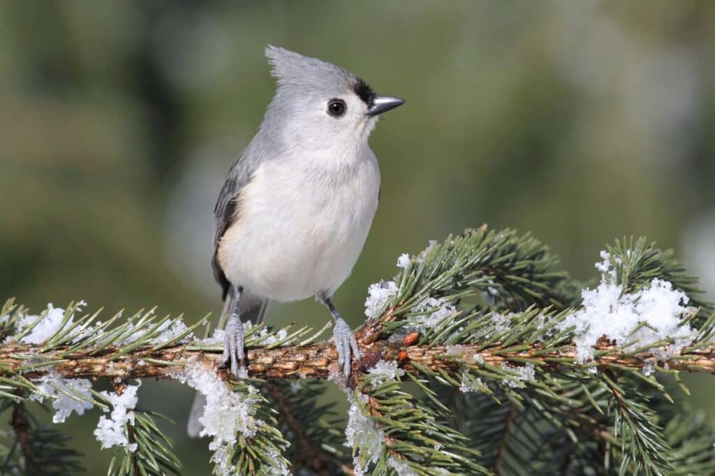 27 Most Popular Birds In Missouri (With Photos) - Bird Nature