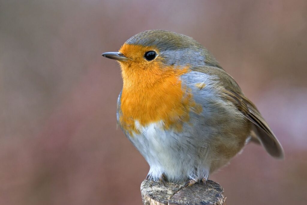 27 Beautiful Orange Birds You Should Know (with Photos) - Bird Nature