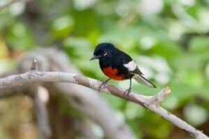 17 Birds with Red Chests (Facts, Photos, ID) - Bird Nature