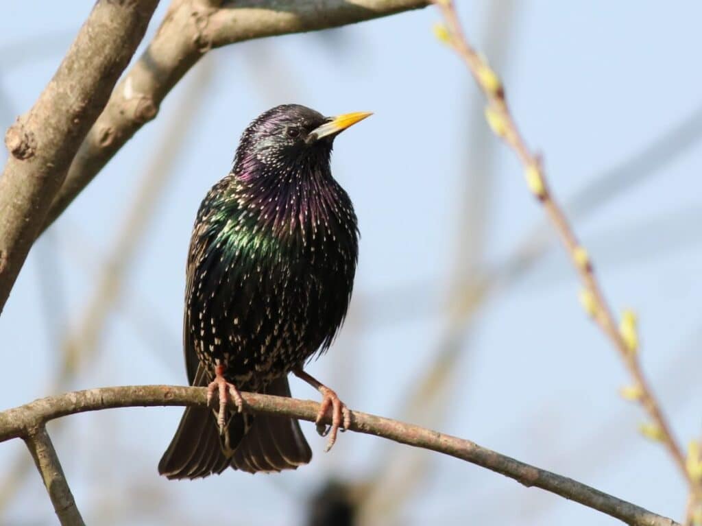 21 Birds That Puff Up Their Chests (Photos & Facts) - Bird Nature