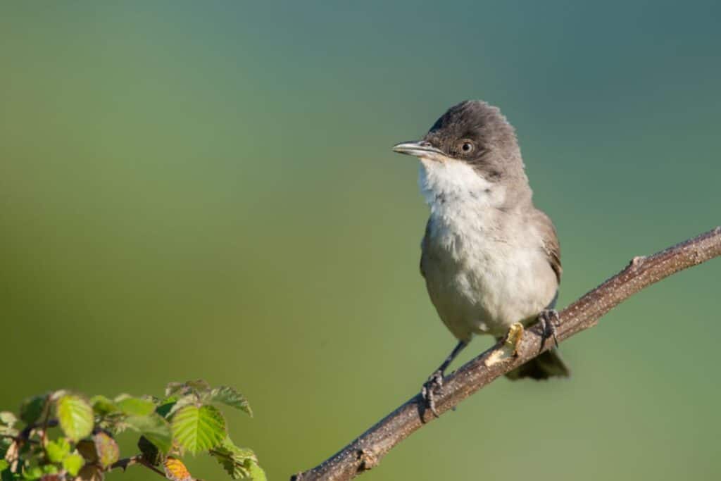 Italian Birds: 21 Common and Rare Species (with pictures) - Bird Nature