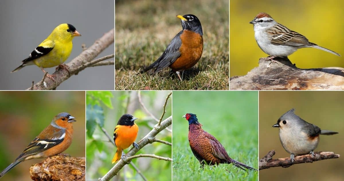 17-birds-that-chirp-in-the-morning-with-photos-bird-nature