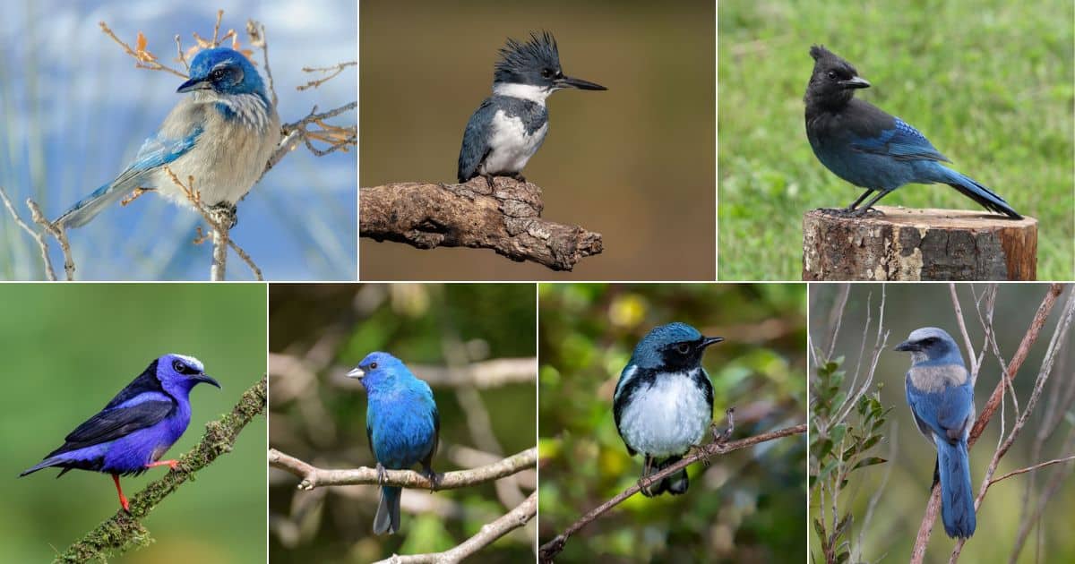 17 Birds That Look Like Blue Jays (Photos & Facts) - Bird Nature