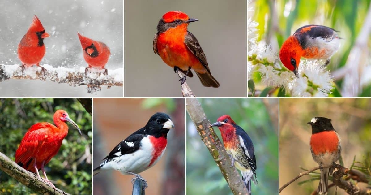 17 Birds with Red Chests (Facts, Photos, ID) - Bird Nature