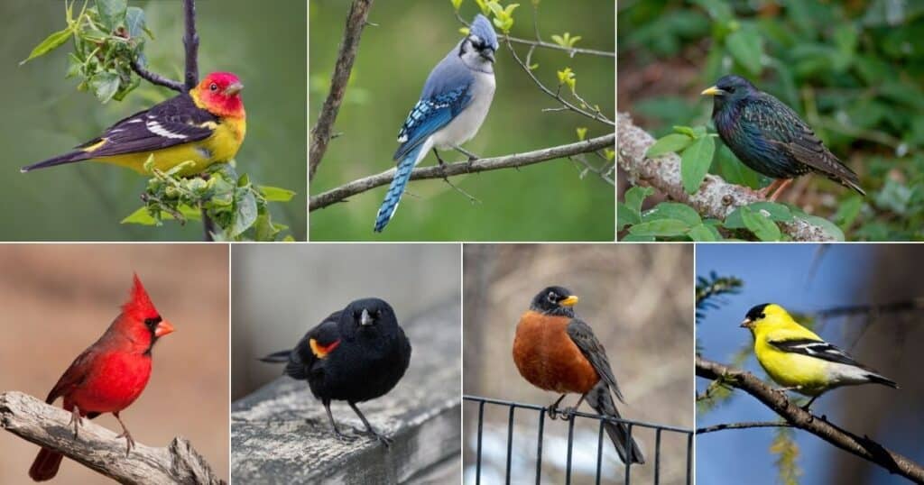 17 Most Common Types of Birds in Pennsylvania (With Photos) Bird Nature