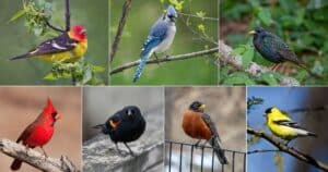 17 Most Common Types of Birds in Pennsylvania (With Photos) - Bird Nature