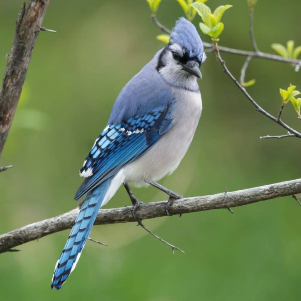 can-woodpeckers-kill-a-tree-bird-nature