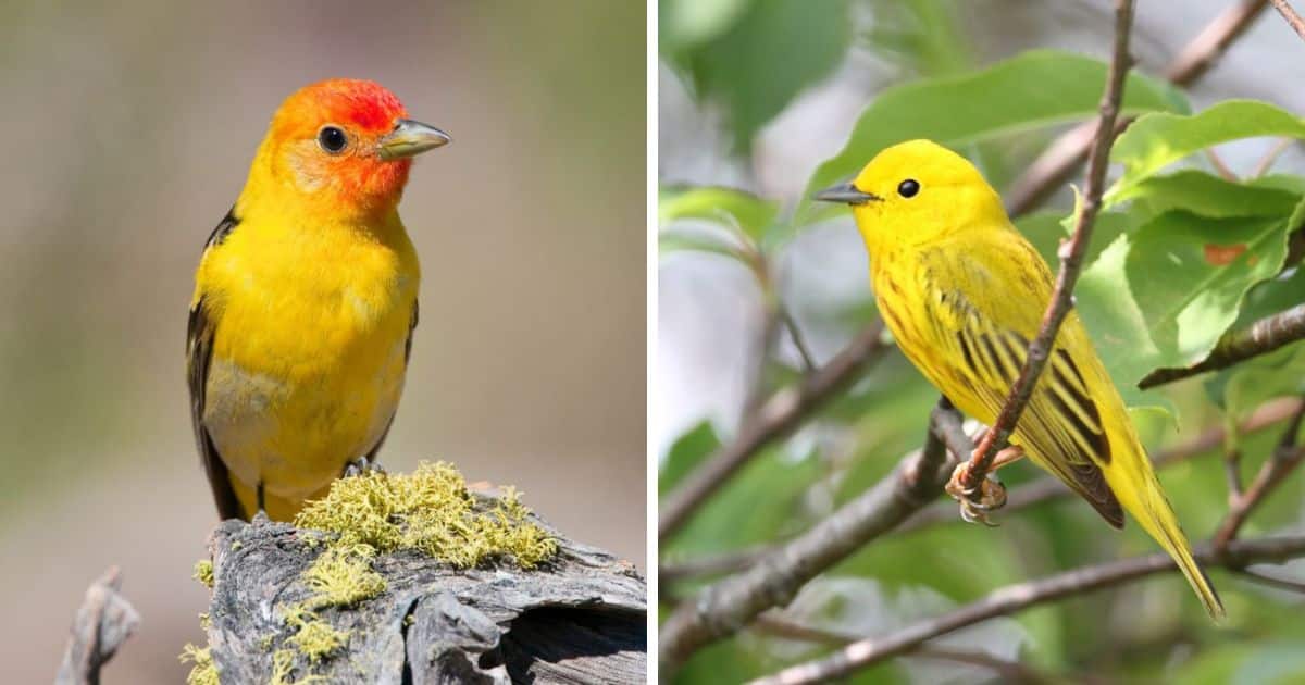 17 Small Yellow Birds That Are Fascinating (Types & Photos) - Bird Nature