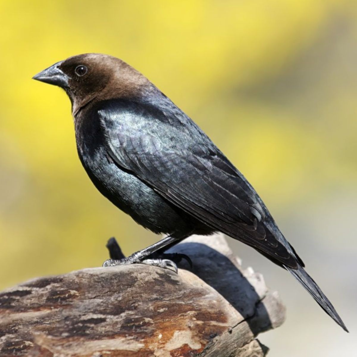 17-species-of-black-birds-you-ll-see-in-florida-with-photos-bird-nature