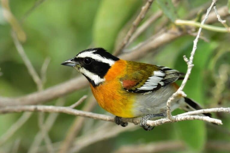 21 Types of Birds With Orange Chests - Bird Nature