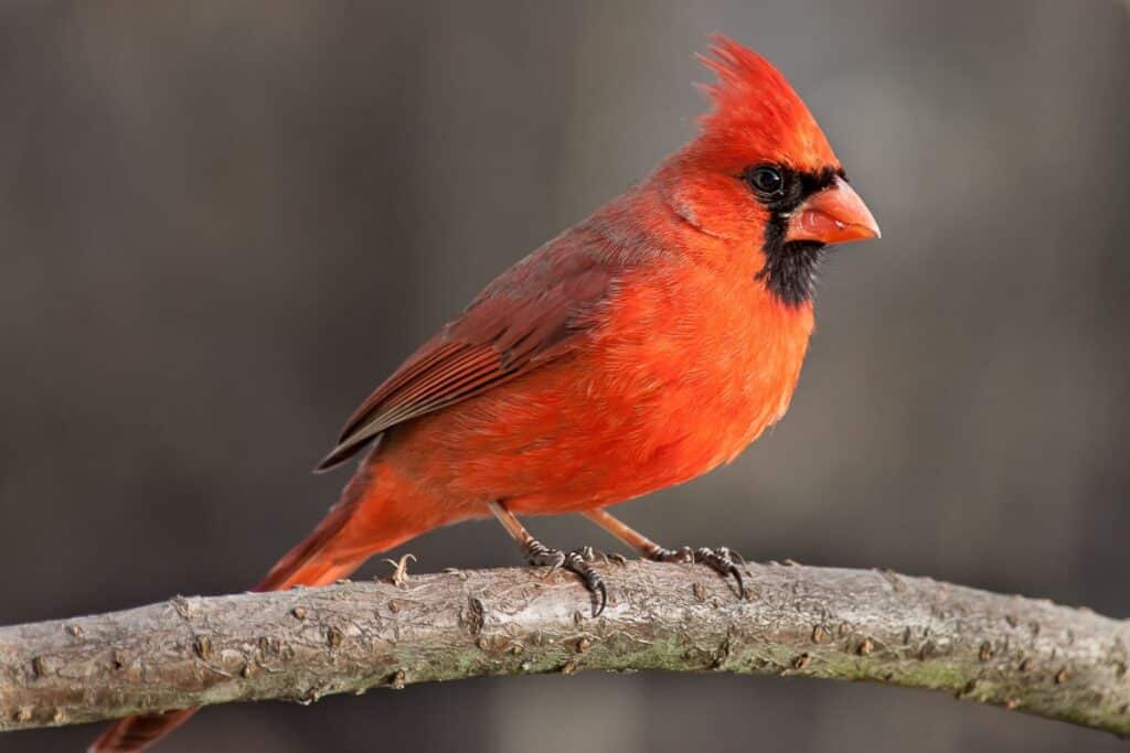 21 Birds with Orange Beaks - Bird Nature