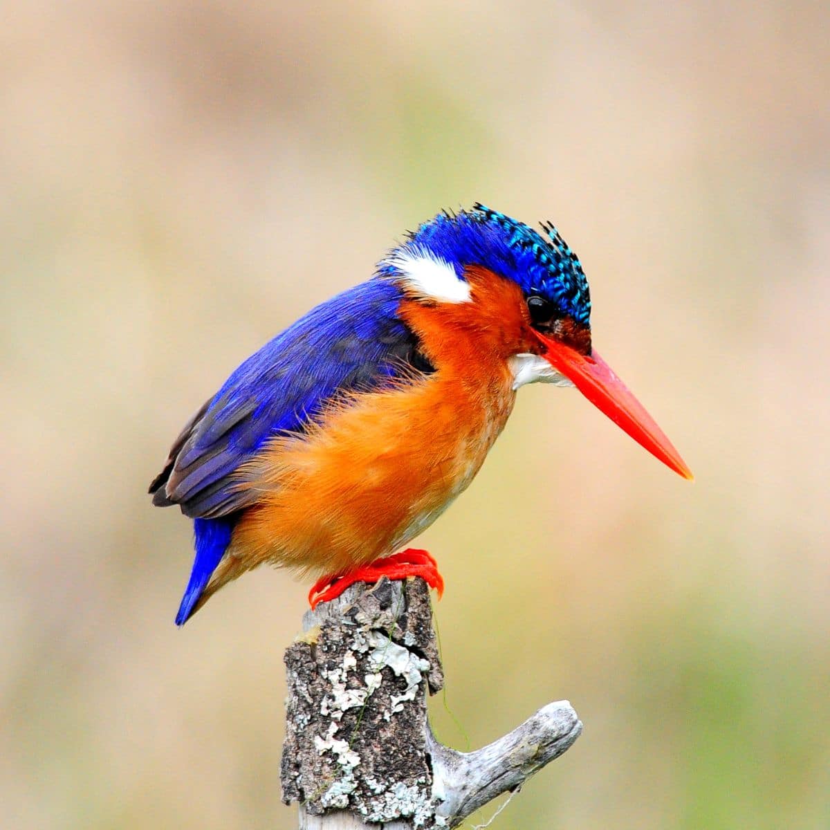 21 Birds with Orange Beaks - Bird Nature