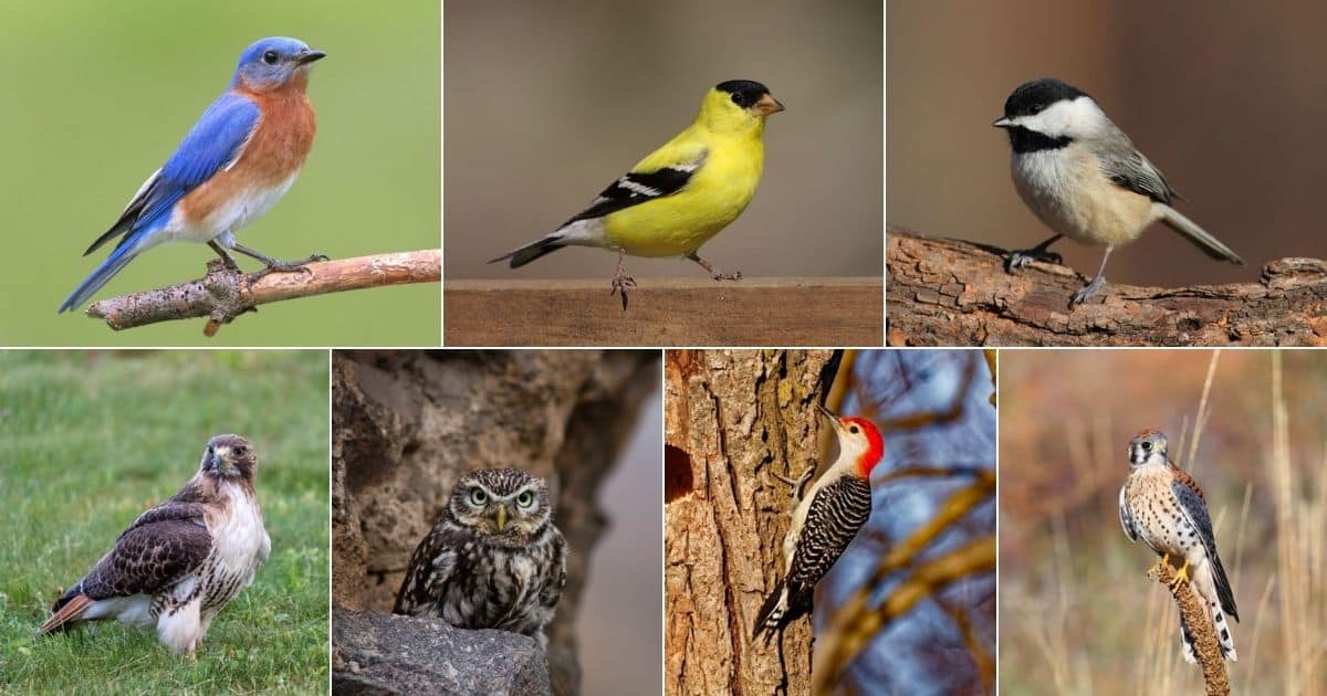 21 Most Popular Birds in North Carolina (With Photos) - Bird Nature