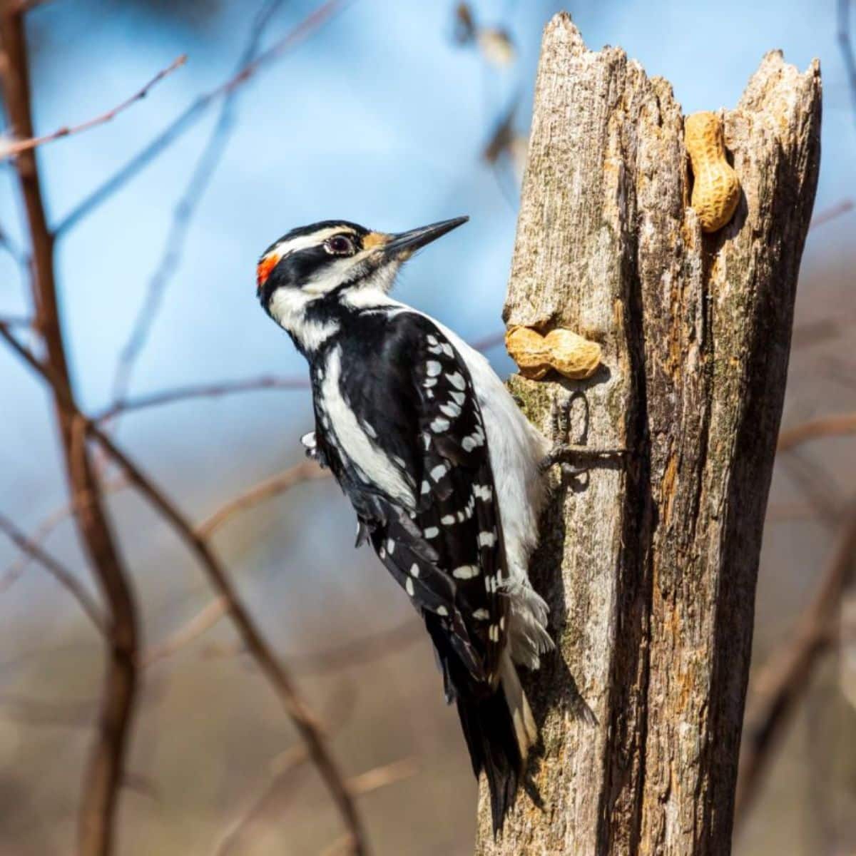 21 Most Popular Birds in North Carolina (With Photos) - Bird Nature