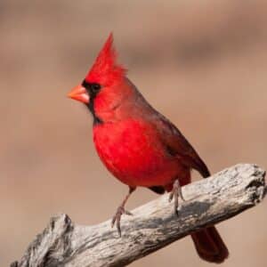 A beautiful northern cardinal perching on an old branch..