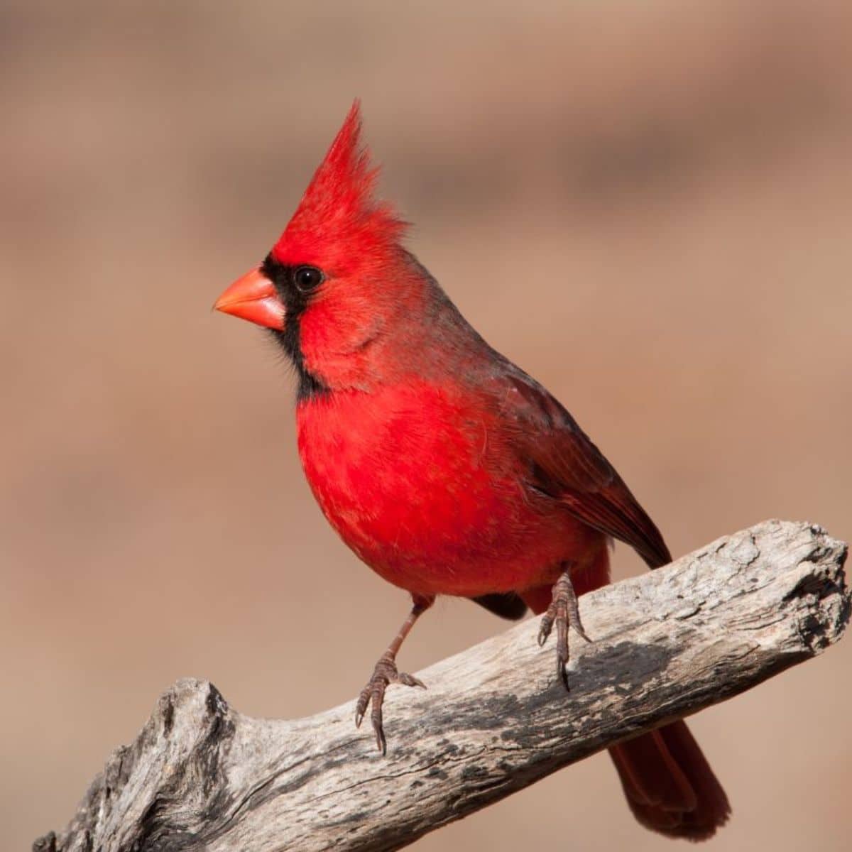 21-stunning-red-birds-from-around-the-world-with-photos-bird-nature