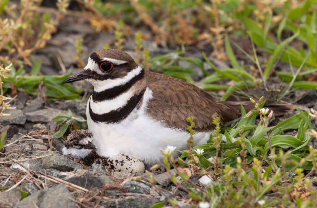 27 Birds That Lay Eggs On The Ground Photos Included Bird Nature 9641