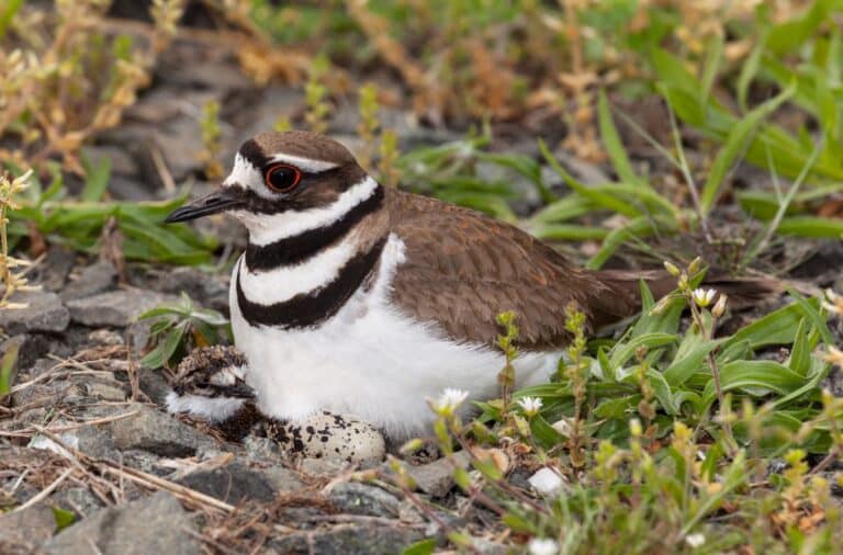 27 Birds That Lay Eggs on The Ground (Photos Included) - Bird Nature