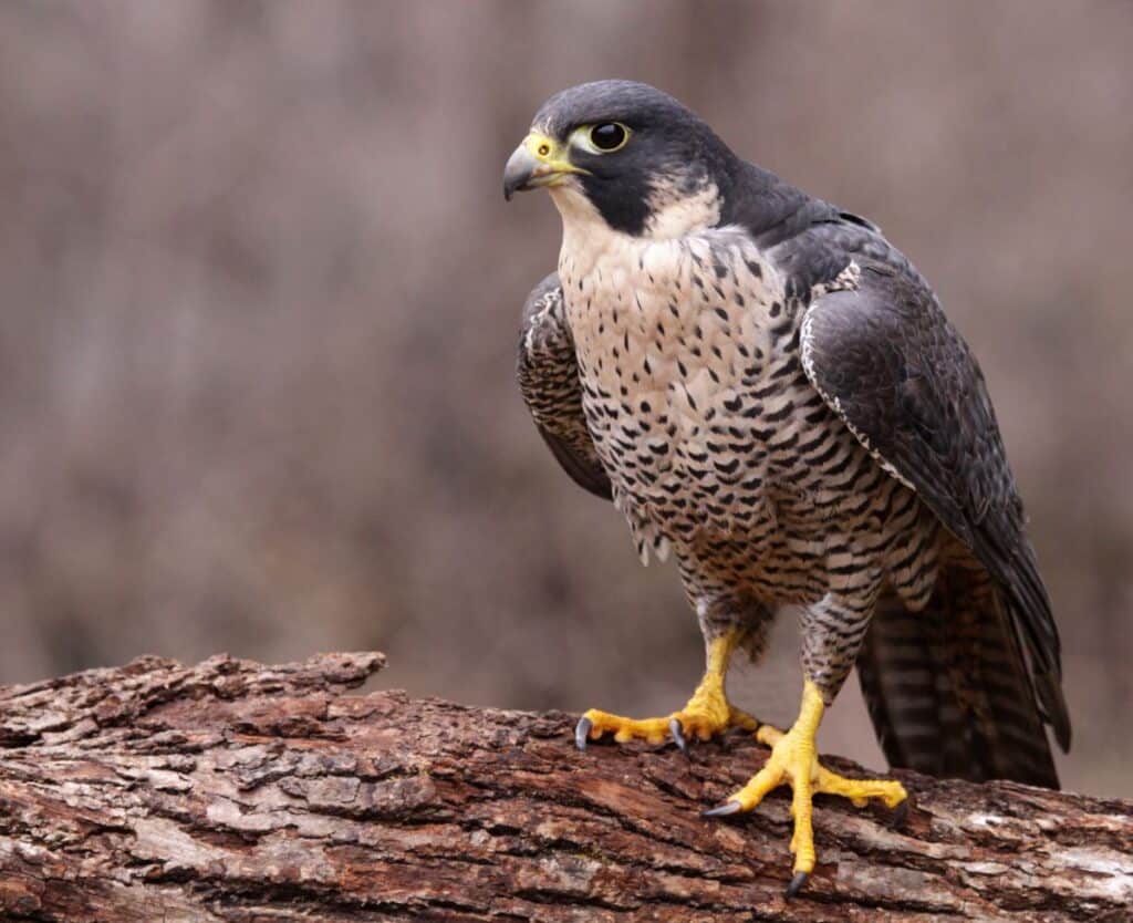 27 Most Popular Birds in Missouri (With Photos) - Bird Nature