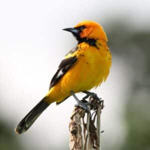 A beautiful orange bird perching on a branch.