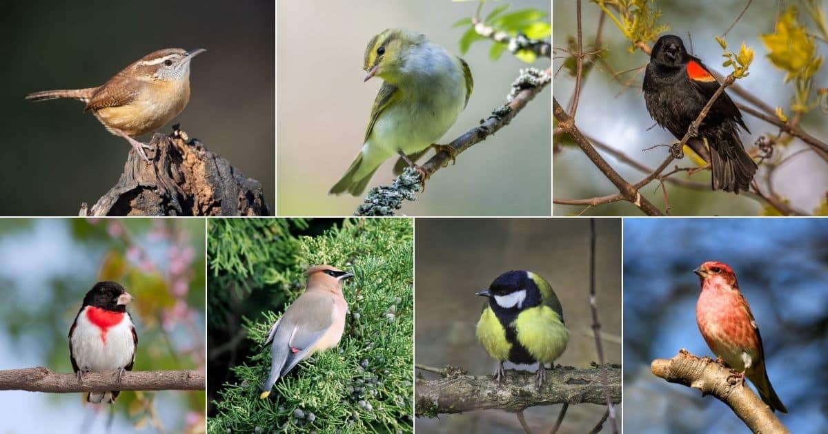 27 Most Popular Birds in Missouri (With Photos) - Bird Nature