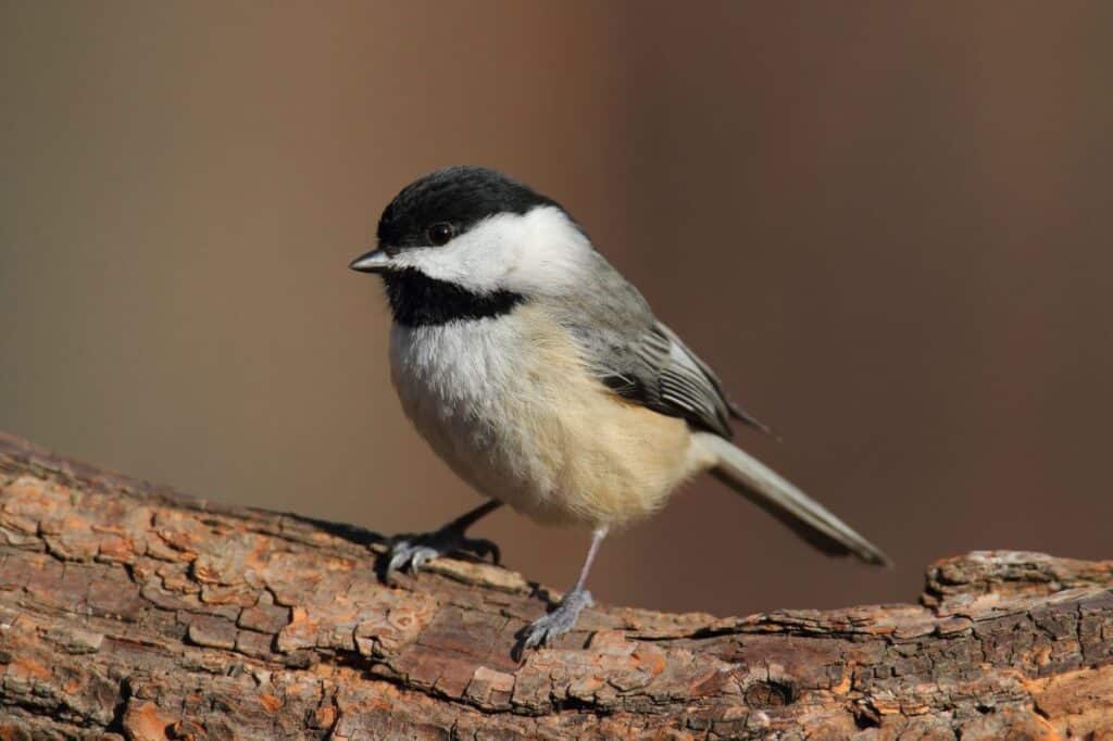 21 Most Popular Birds in North Carolina (With Photos) - Bird Nature