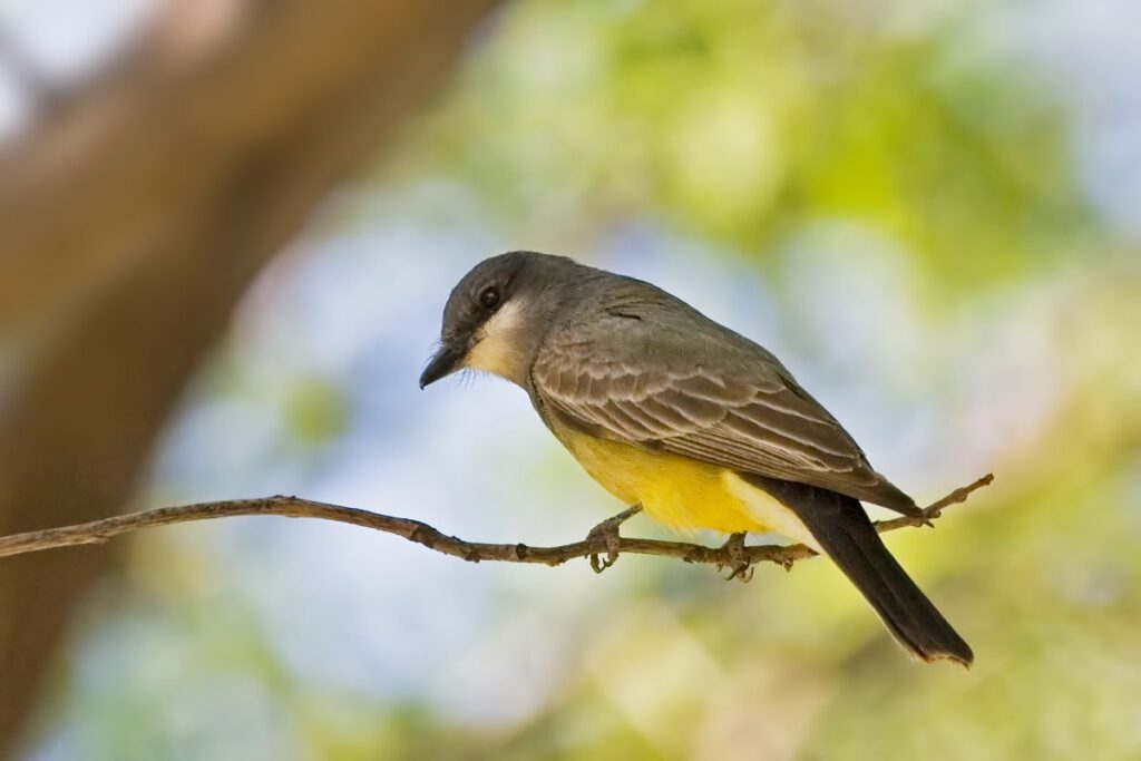 17 Small Yellow Birds That Are Fascinating (Types & Photos) - Bird Nature