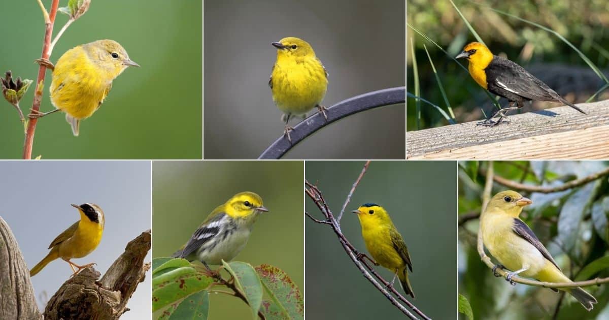 36 Yellow Birds in Ohio (Examples With Pictures) - Bird Nature