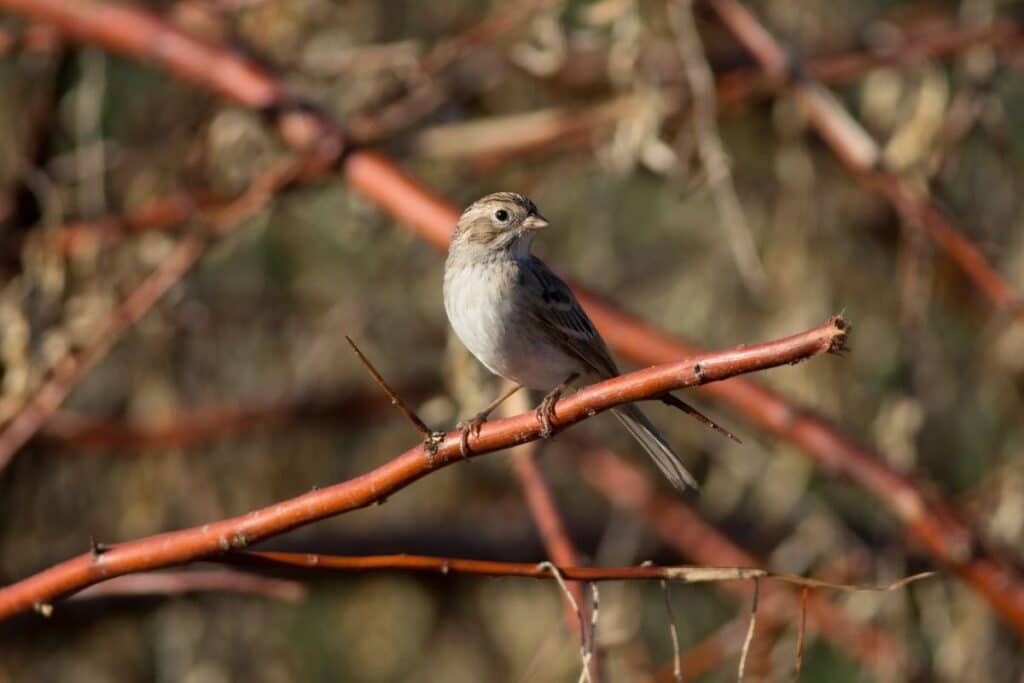 21 Types of Sparrows in Texas (Facts & Photos) - Bird Nature