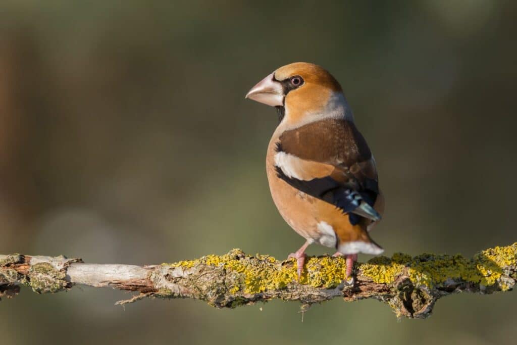 Italian Birds: 21 Common and Rare Species (with pictures) - Bird Nature