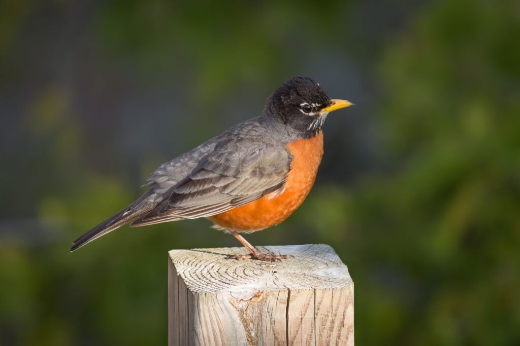 21 Birds with Orange Beaks - Bird Nature