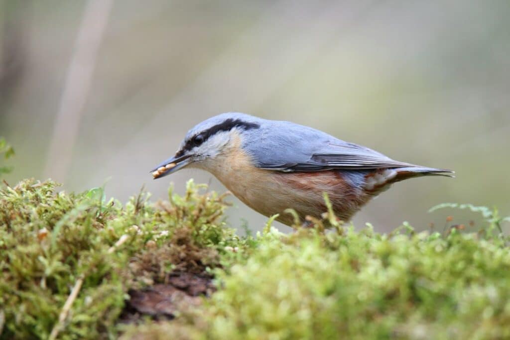 Italian Birds: 21 Common and Rare Species (with pictures) - Bird Nature