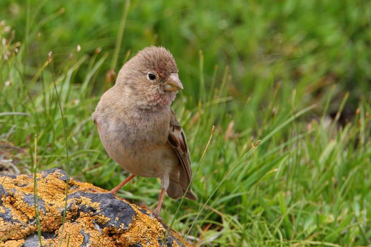 A beautiful Mongolian Finch standing on rock covered by a moss.