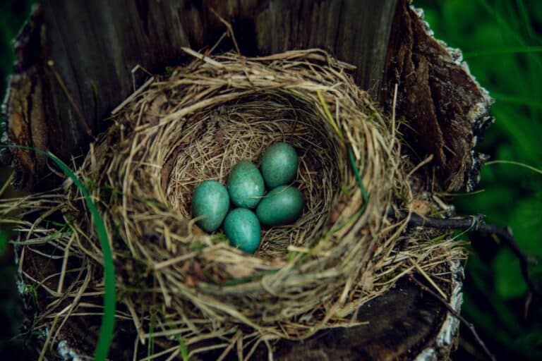 Do Robins Reuse Their Nests? (Here are the Facts) Bird Nature