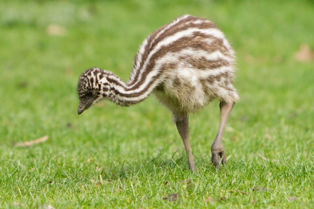 Baby Emu: All You Need to Know (Facts & Pictures) - Bird Nature