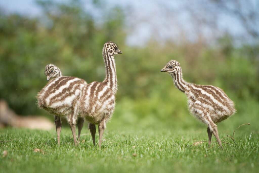 Baby Emu All You Need to Know (Facts & Pictures) Bird Nature