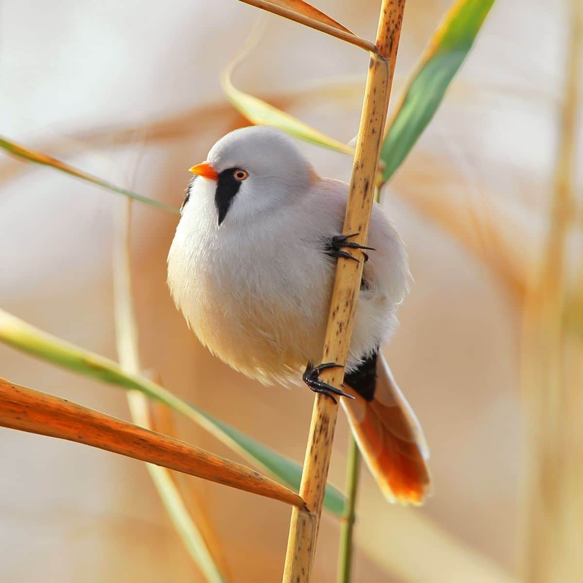 TIL there's a bird called a bearded tit, and it looks like this. Have a nice  day. : r/pics