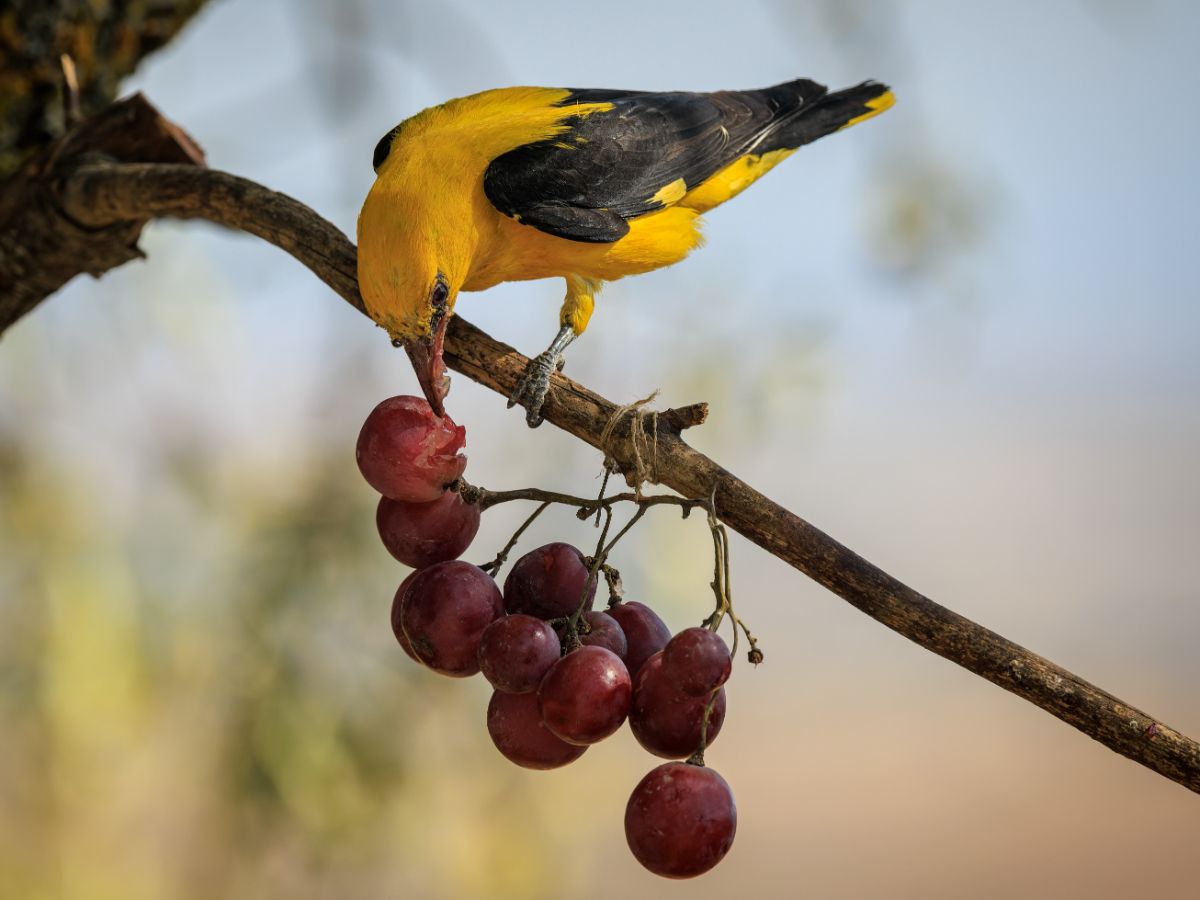 A beautiful yellow-black bird eating ripe grapes.