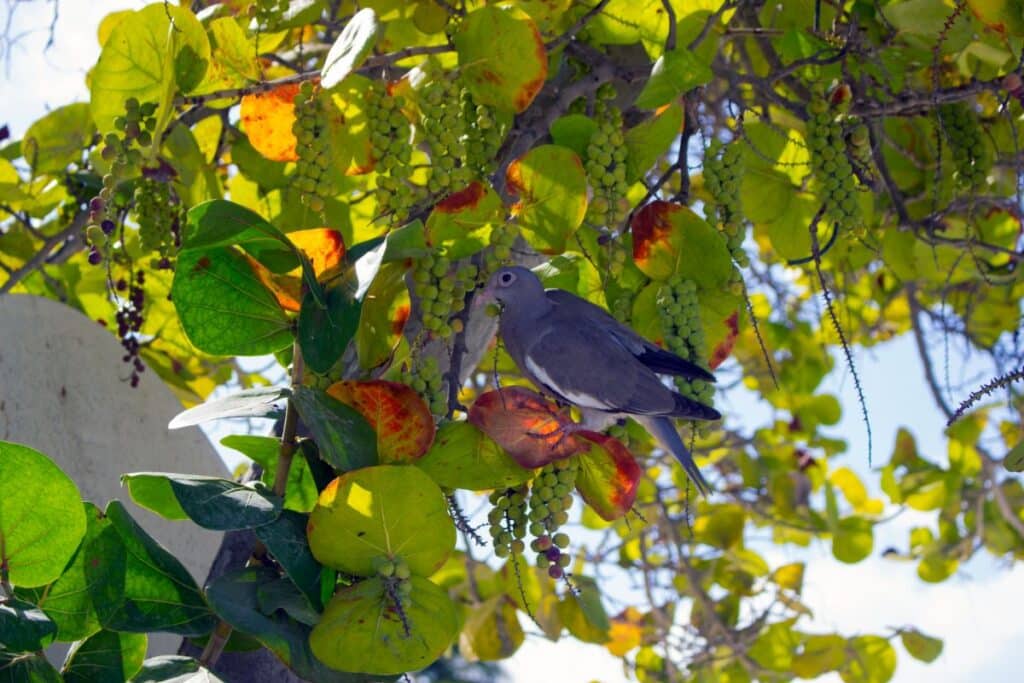 can-birds-eat-grapes-answered-bird-nature