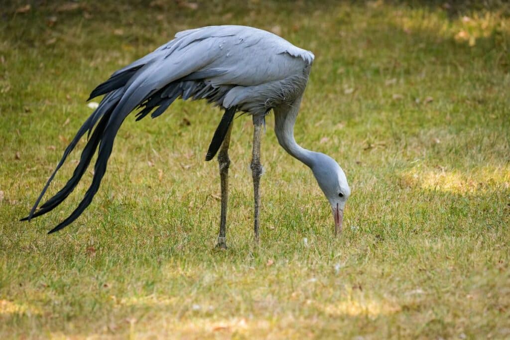 What Do Cranes Eat? (everything You Need To Know) - Bird Nature